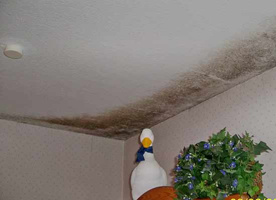 Gutachten Schimmelpilze